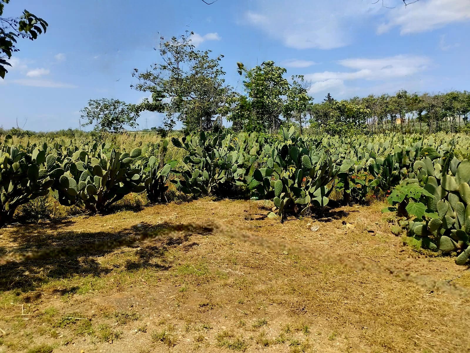 Campo coltivazioni