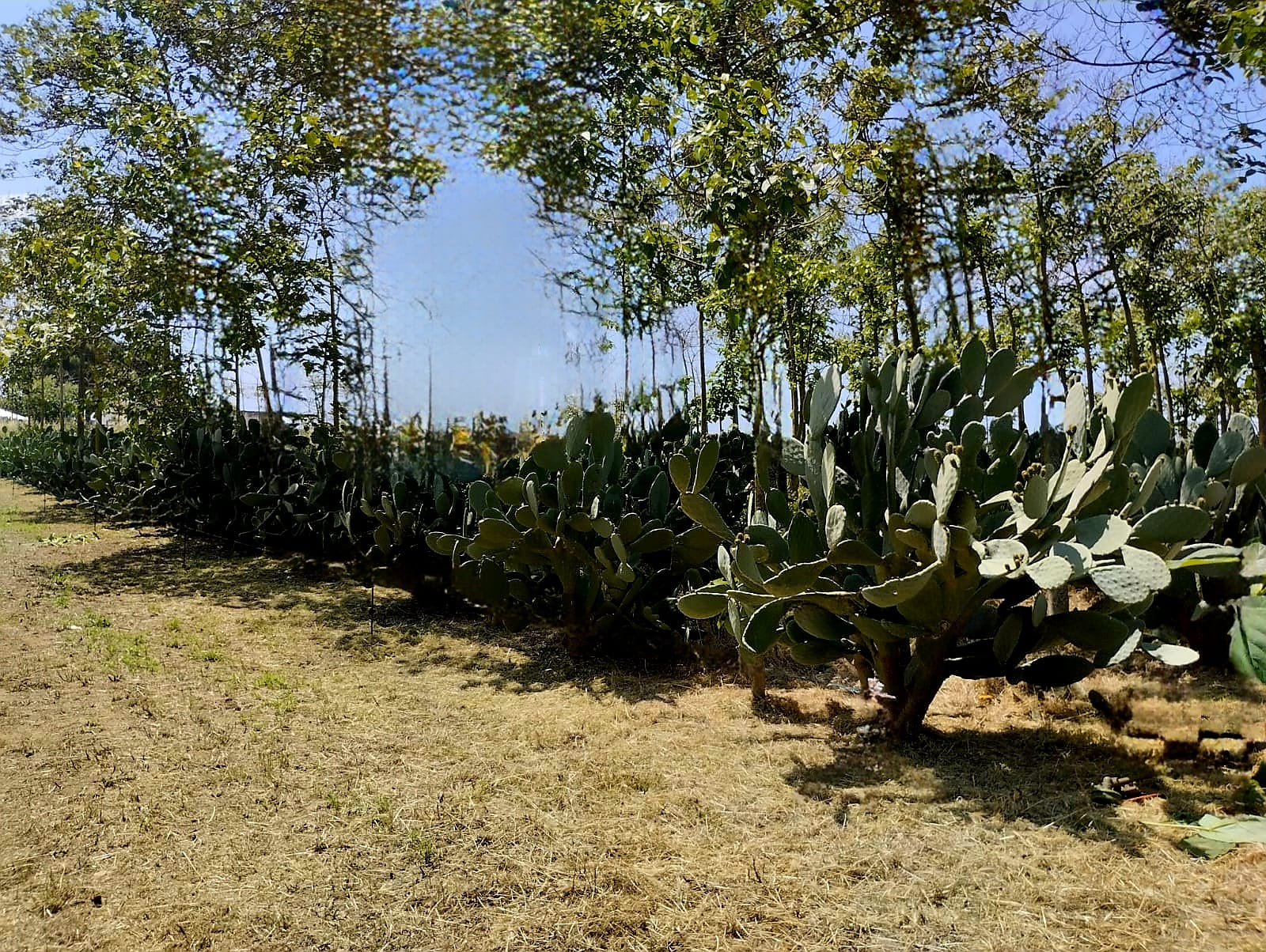Fichi maturazione