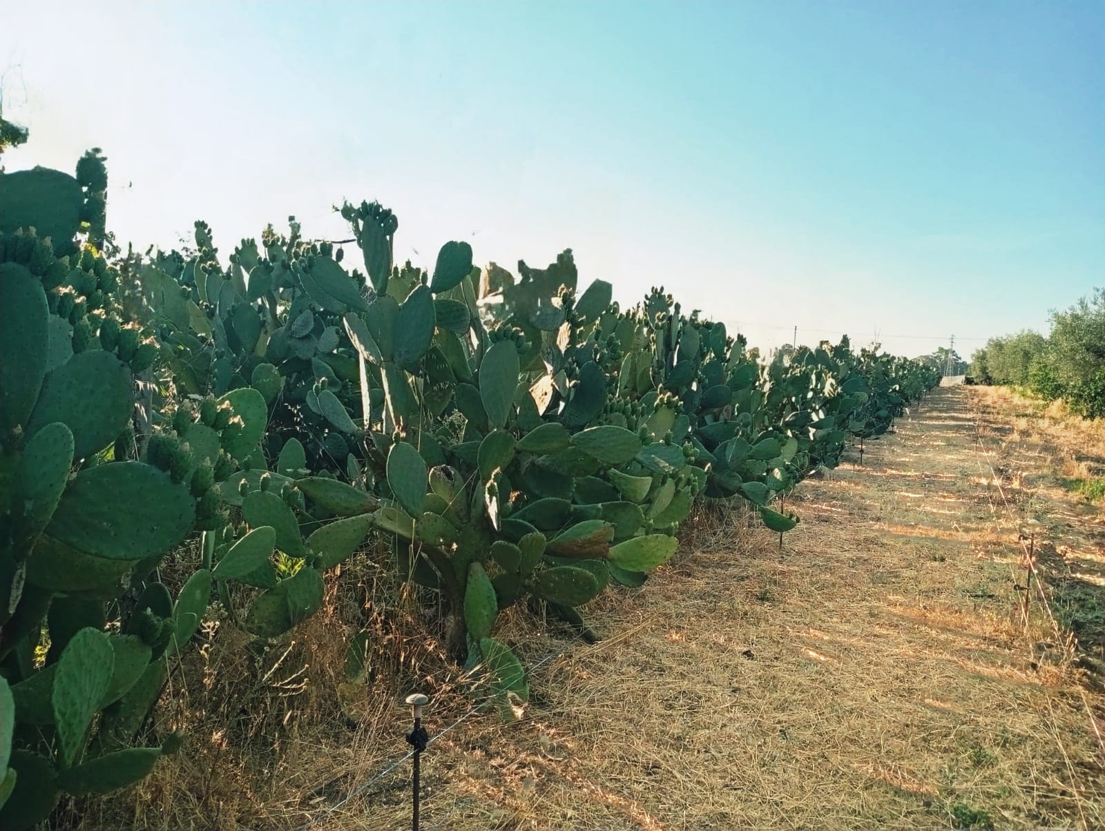 Vivai Puglia