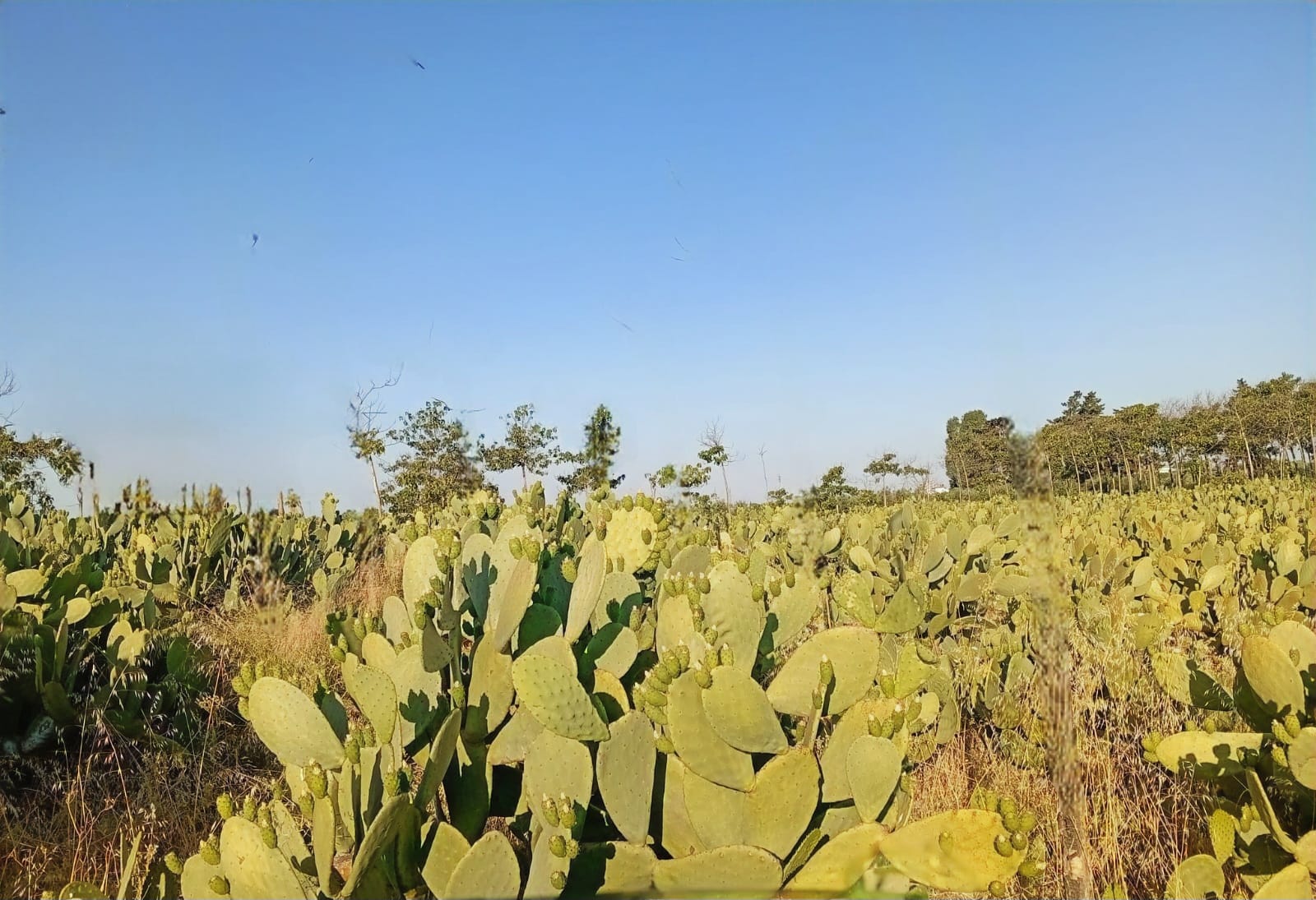 Campo coltivazioni Agripolonia