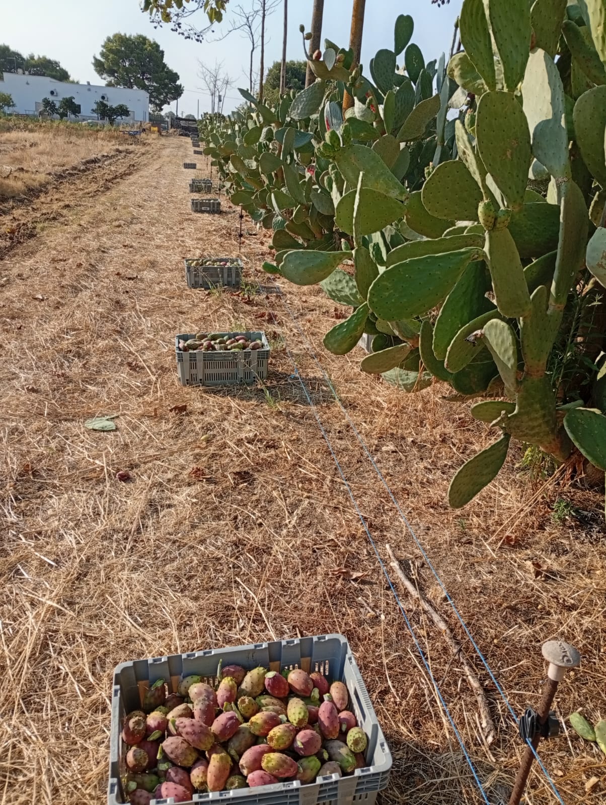 Raccolto Fichi